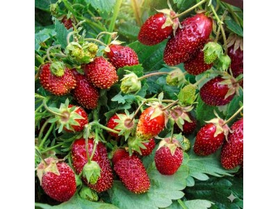 Zemklunika: Maitse renessanss põhjamaises aias. Täielik teejuht sortidele Kupchikha, Raissa ja Penelope