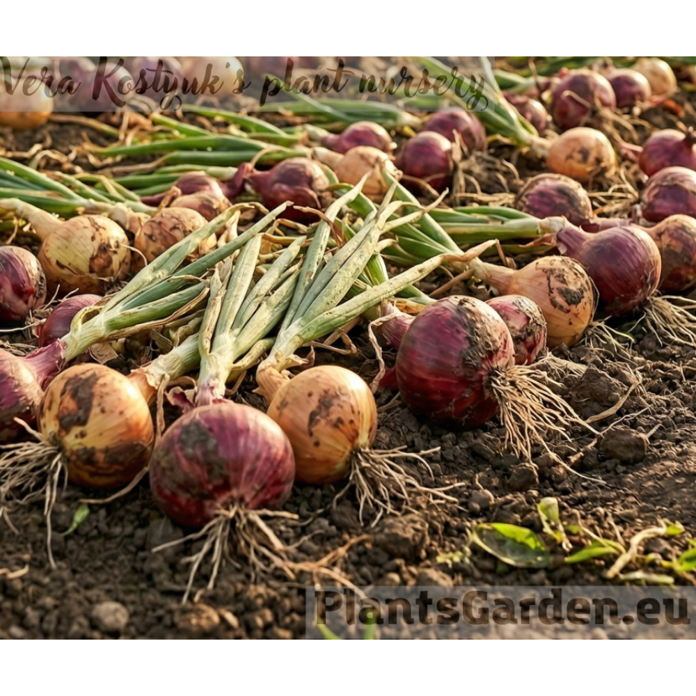 Предзаказ лука-севка 2026: секреты богатого урожая