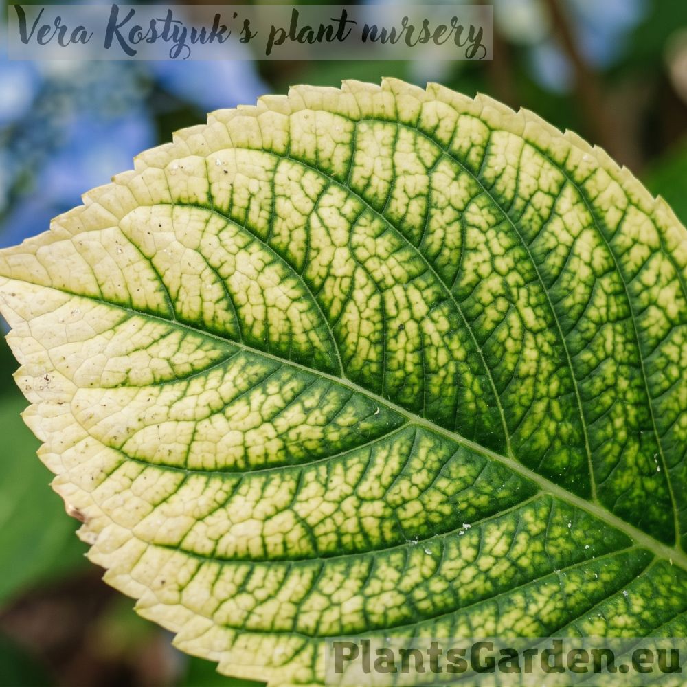 Why Manure Kills Hydrangeas: Common Mistakes and How to Save Your Plants