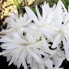 Colchicum Alboplenum