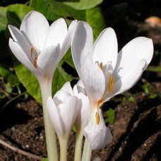 Colchicum Album