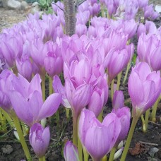 Colchicum Giant