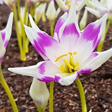 Colchicum Harlekijn