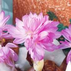 Colchicum WaterLily (Lilium)