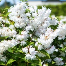 Fuzzy deutzia Candidissima