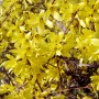 Forsythia