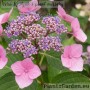 Rough-leaved hydrangea Rough-leaved hydrangea