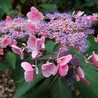 Rough-leaved hydrangea Hot Chocolate