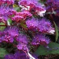 Rough-leaved hydrangea Rosemary Foster