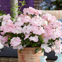 Hydrangea macrophylla French bolero
