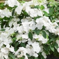 Hydrangea macrophylla Runaway Bride