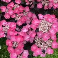 Hydrangea serrata Daredevil