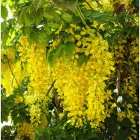 Common laburnum