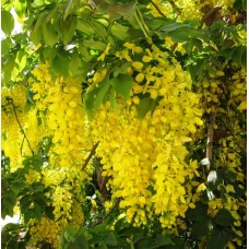 Common laburnum