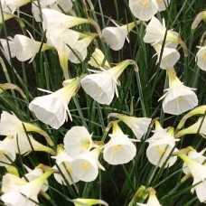 Nartsiss White Petticoat