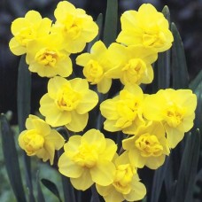 Nartsiss Yellow Cheerfulness