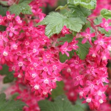 Red-flowering currant