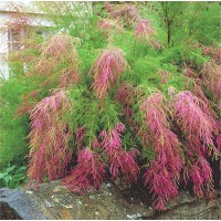 Tamarisk