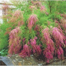 Tamarisk