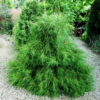 Thuja occidentalis Filiformis 4 gb.