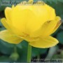 Kullerkupp harilik Lemon Supreme