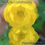 Kullerkupp harilik Lemon Supreme