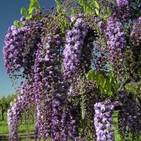 Wisteria floribunda Black Dragon