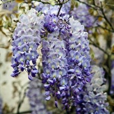 Wisteria frutescens Blue Moon