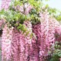 Wisteria