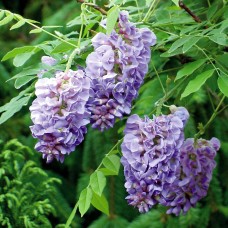 Wisteria floribunda Longwood Purple