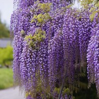 Wisteria floribunda Ludwik Lawin