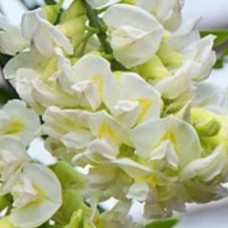 Wisteria frutescens Nivea