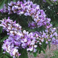 Wisteriopsis japonica