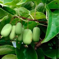 Teravahambaline aktiniidia Jumbo