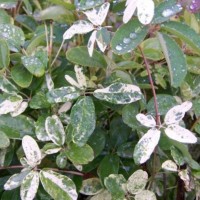Šokolaadiviinapuu Variegata