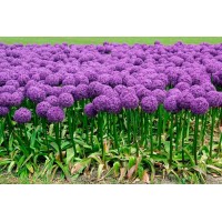 Lauk 'Globemaster'®