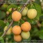 Cherry Plum