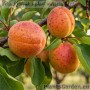 Apricots