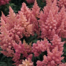 Astilbe Cotton Candy