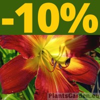 PÄEVALIILIAD -10%