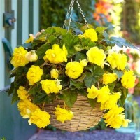 Begonia Cascade Yellow