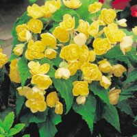 Begonia multiflora Goldfinch