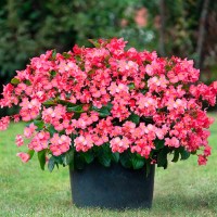 Begonia multiflora La Madelon