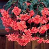 Begoonia Pendula Cascade Salmon