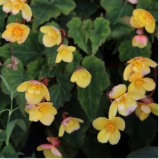 Begoonia multiflora Frau Hélène Harms