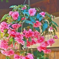 Begonia Pendula Cascade Pink