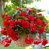 Бегония Pendula Cascade Red