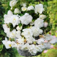 Begoonia Pendula Cascade White