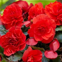 Begonia dubbel grootbloemig Red
