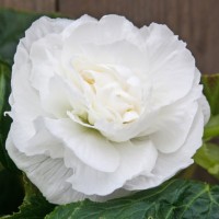 Begonia dubbel grootbloemig White